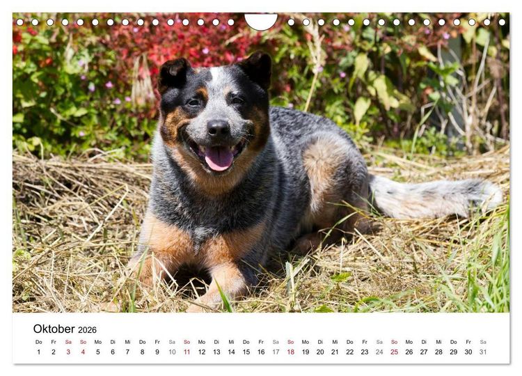Produktbild: Faszinierende Australian Cattle Dogs (Wandkalender 2026 DIN A4 quer), CALVENDO Monatskalender