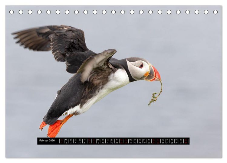 Produktbild: V&ouml;gel auf Island (Tischkalender 2026 DIN A5 quer), CALVENDO Monatskalender