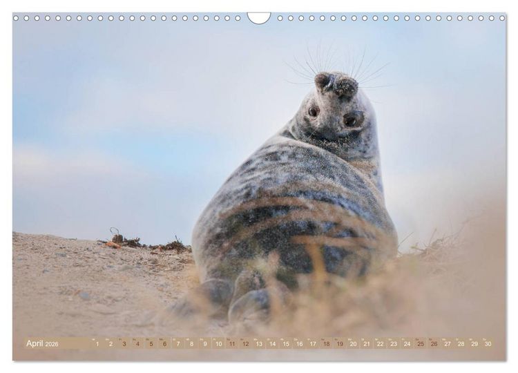 Produktbild: Kegelrobben - Die Kegelrobben von Helgoland (Wandkalender 2026 DIN A3 quer), CALVENDO Monatskalender