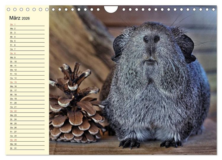 Produktbild: Meerschweinchen. Geliebte Nager (Wandkalender 2026 DIN A4 quer), CALVENDO Monatskalender