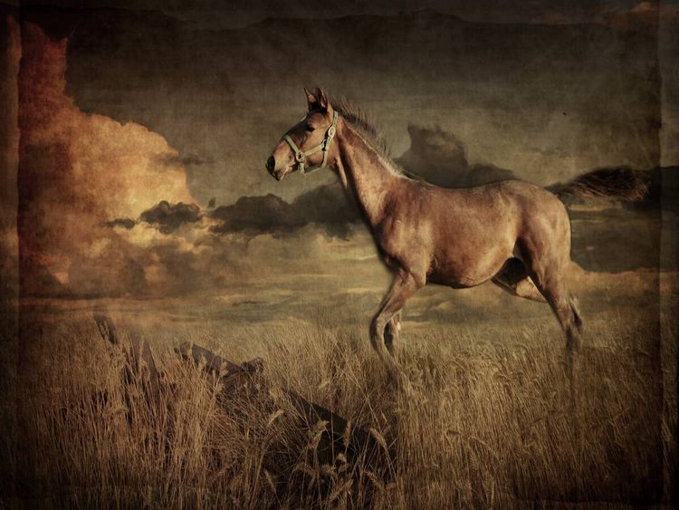 Produktbild: CALVENDO Puzzle Auf dem R&uuml;cken der Pferde | 1000 Teile Lege-Gr&ouml;&szlig;e 64x48cm Foto-Puzzle f&uuml;r gl&uuml;ckliche Stunden