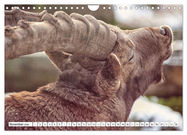 Produktbild: Steinb&ouml;cke - imposante Tiere (Wandkalender 2026 DIN A4 quer), CALVENDO Monatskalender