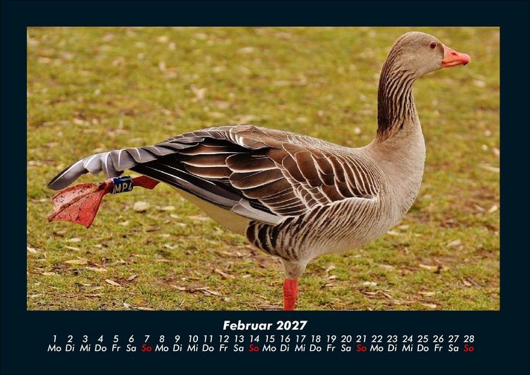 Produktbild: Welt der V&ouml;gel 2027 Fotokalender DIN A4