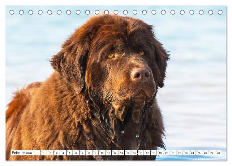 Produktbild: Neufundl&auml;nder - Das Wasser ist ihr Element (Tischkalender 2026 DIN A5 quer), CALVENDO Monatskalender