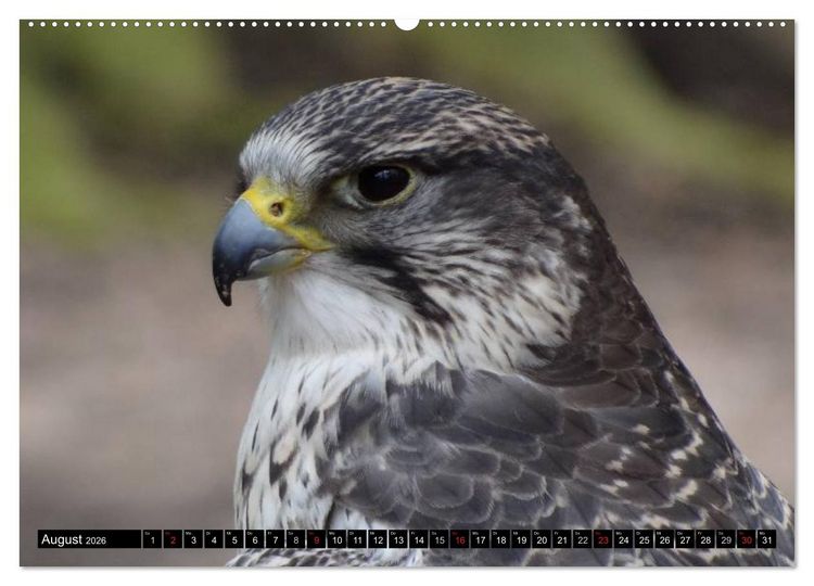 Produktbild: Adler und Greife - K&ouml;nige des Himmels (hochwertiger Premium Wandkalender 2026 DIN A2 quer), Kunstdruck in Hochglanz