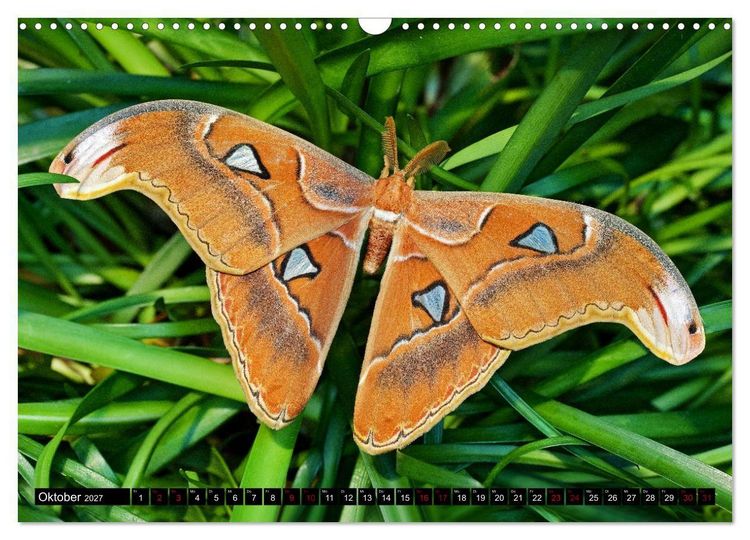 Produktbild: Fliegende Wunderwesen. Schmetterlinge weltweit, ganz nah (Wandkalender 2027 DIN A3 quer), CALVENDO Monatskalender