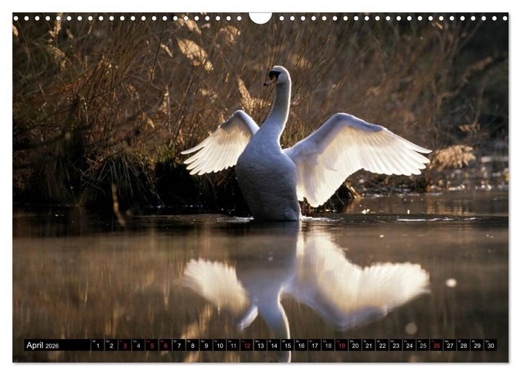 Produktbild: SCHW&Auml;NE. (Wandkalender 2026 DIN A3 quer), CALVENDO Monatskalender