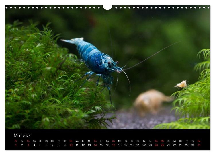 Produktbild: Zwerggarnelen - gepanzerte Juwelen im Aquarium (Wandkalender 2026 DIN A3 quer), CALVENDO Monatskalender