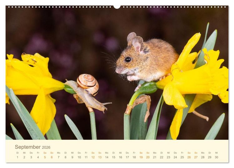 Produktbild: Eulen und M&auml;use (hochwertiger Premium Wandkalender 2026 DIN A2 quer), Kunstdruck in Hochglanz