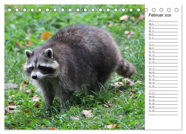 Produktbild: Der kleine R&auml;uber mit Maske - Waschb&auml;ren (Tischkalender 2026 DIN A5 quer), CALVENDO Monatskalender