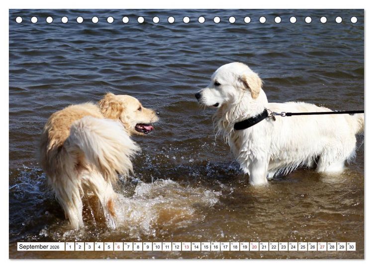 Produktbild: Golden Retriever ein treuer Begleiter (Tischkalender 2026 DIN A5 quer), CALVENDO Monatskalender