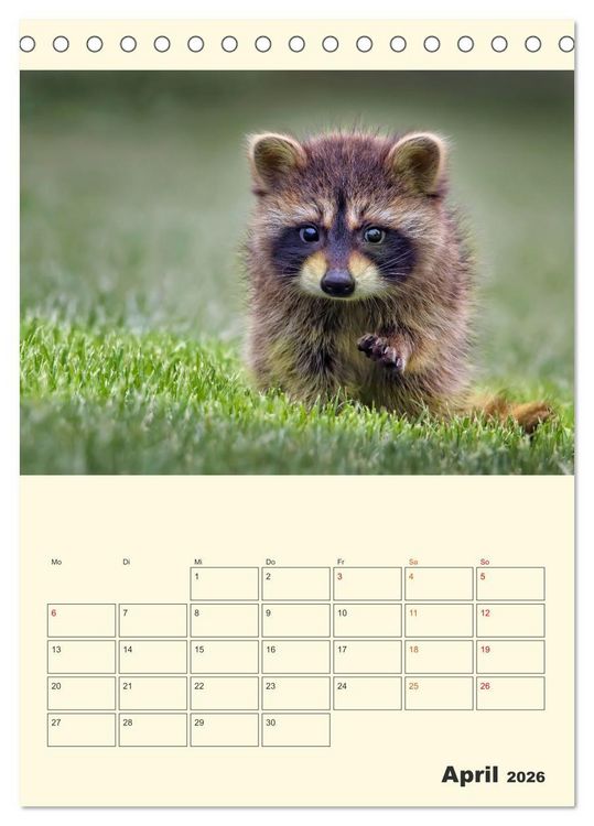 Produktbild: Drolliger Waschb&auml;r (Tischkalender 2026 DIN A5 hoch), CALVENDO Monatskalender