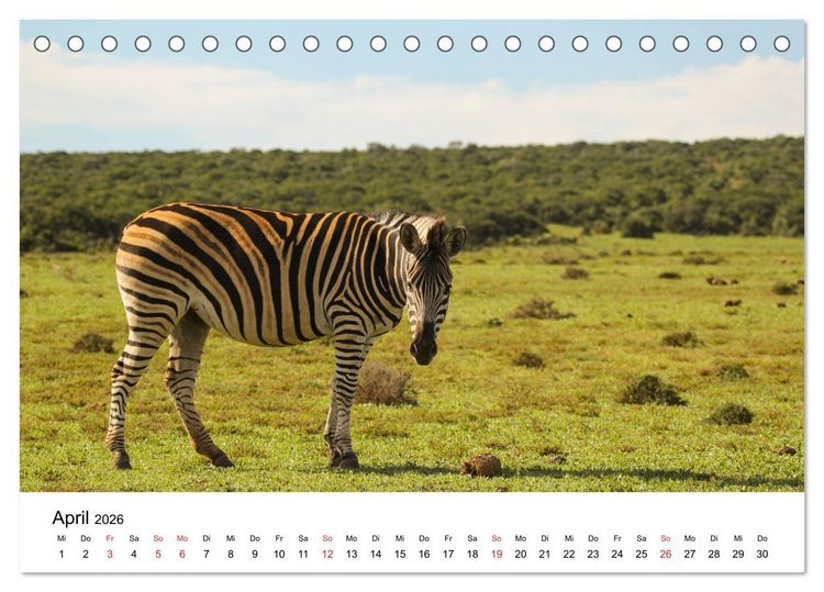 Produktbild: S&uuml;dafrika - Eine beeindruckende Tierwelt (Tischkalender 2026 DIN A5 quer), CALVENDO Monatskalender