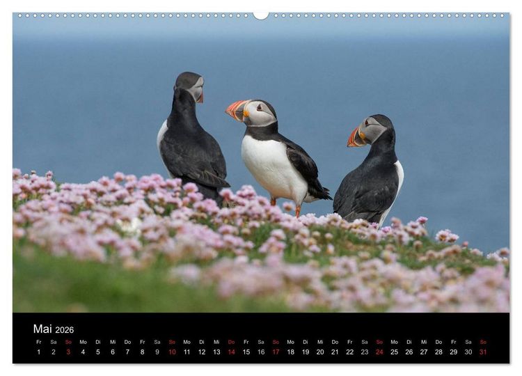 Produktbild: Papageientaucher 2026 (Wandkalender 2026 DIN A2 quer), CALVENDO Monatskalender