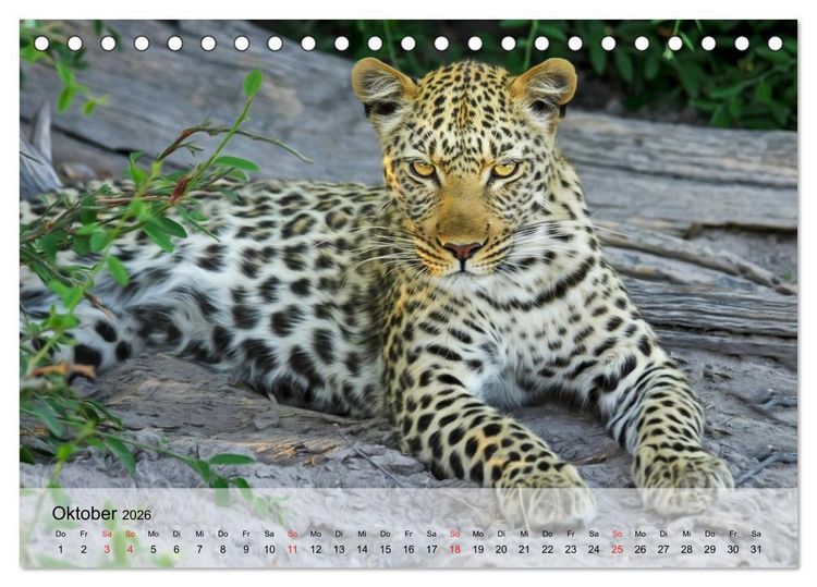 Produktbild: Leoparden. Elegante J&auml;ger (Tischkalender 2026 DIN A5 quer), CALVENDO Monatskalender