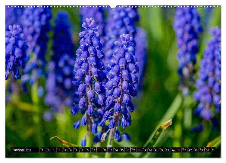 Produktbild: Kleine Blumen ganz gro&szlig; (hochwertiger Premium Wandkalender 2026 DIN A2 quer), Kunstdruck in Hochglanz