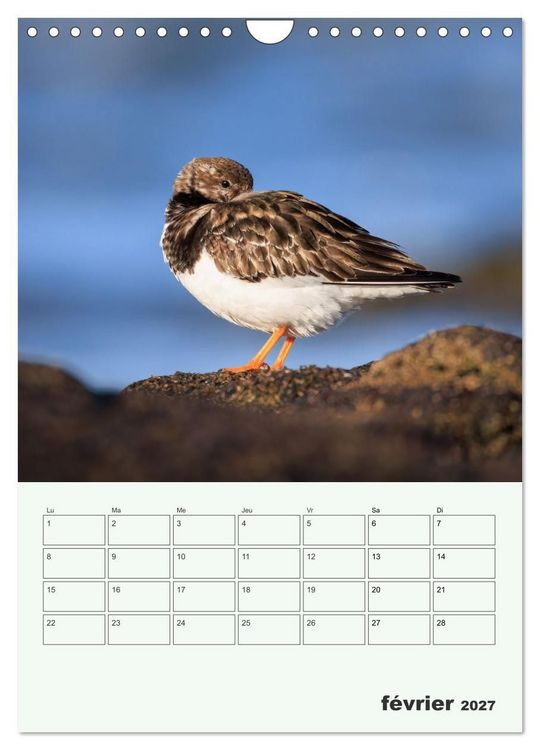 Produktbild: Le monde intime des oiseaux (Calendrier mural 2027 DIN A4 horizontal), CALVENDO calendrier mensuel