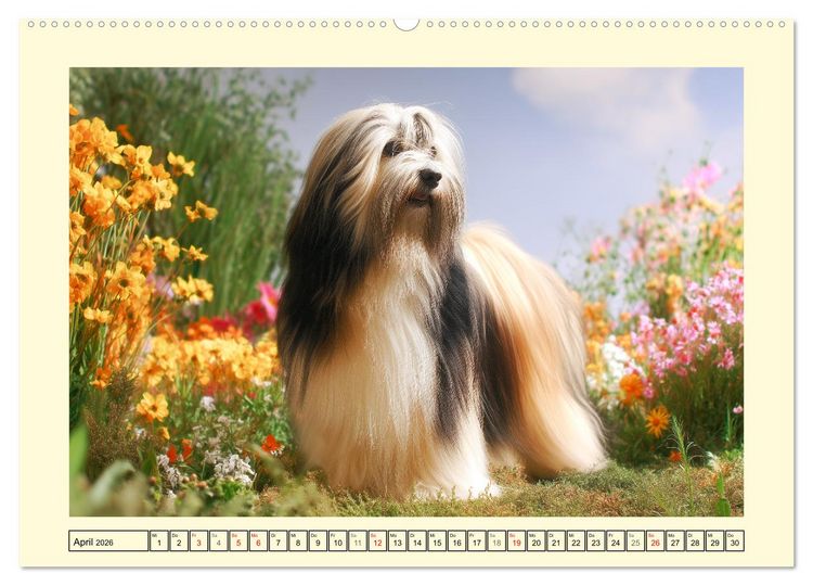 Produktbild: Lhasa Apso Charme. Die kleinen H&uuml;ter des Gl&uuml;cks (Wandkalender 2026 DIN A2 quer), CALVENDO Monatskalender