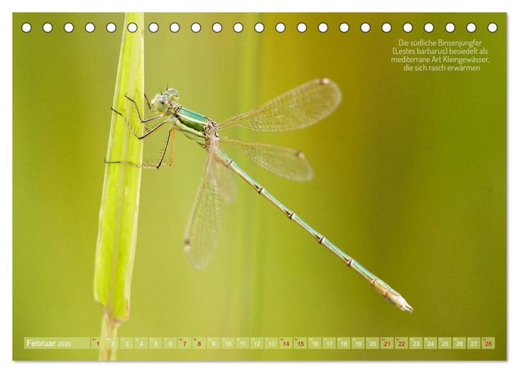 Produktbild: Frankens Insekten (Tischkalender 2026 DIN A5 quer), CALVENDO Monatskalender