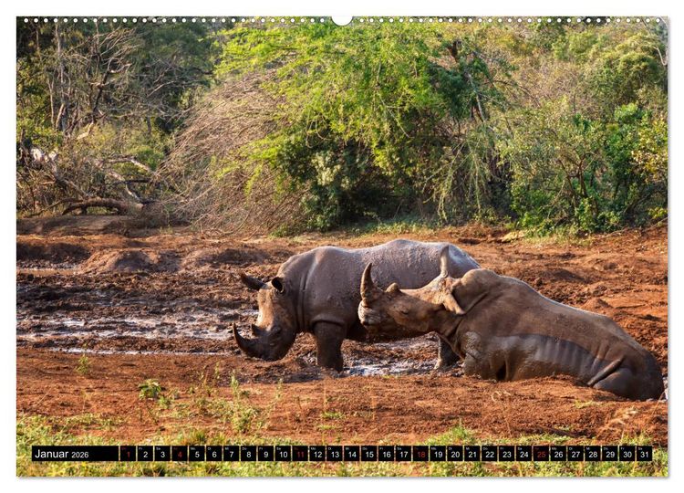 Produktbild: Afrikas Tierwelt: Nash&ouml;rner (hochwertiger Premium Wandkalender 2026 DIN A2 quer), Kunstdruck in Hochglanz
