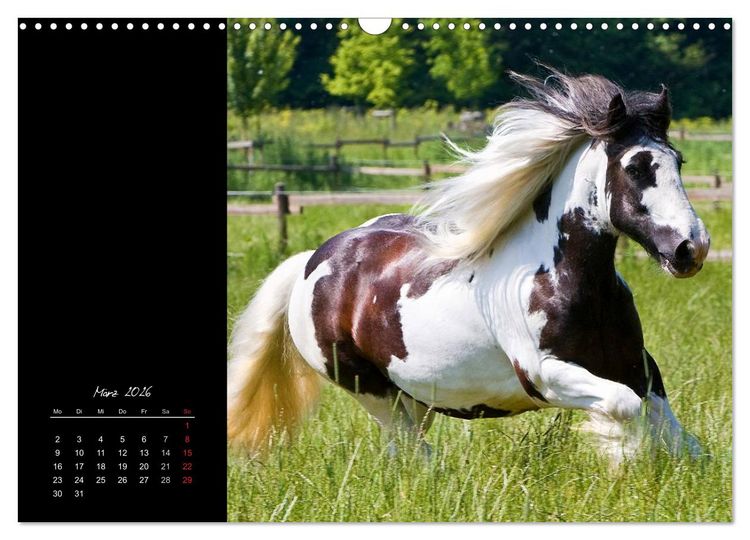 Produktbild: Irish Tinker (Wandkalender 2026 DIN A3 quer), CALVENDO Monatskalender