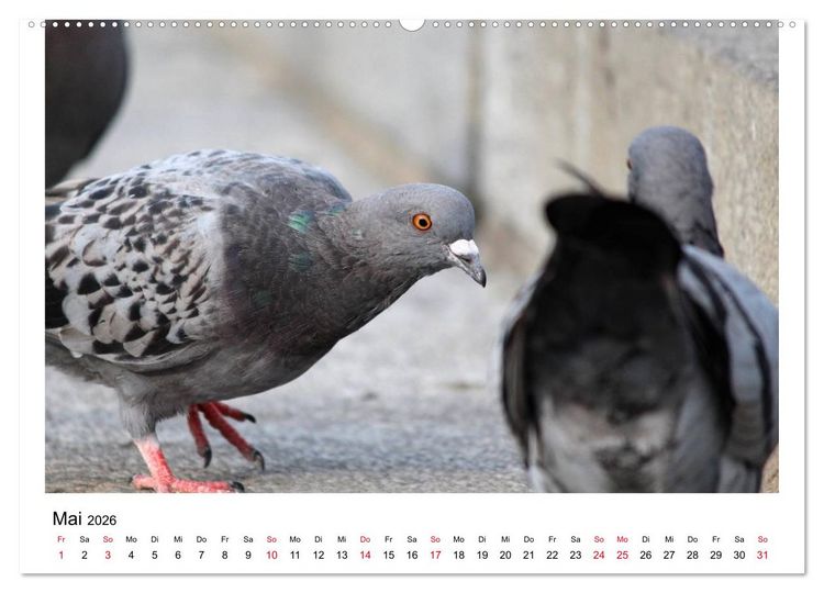 Produktbild: Geliebte Tauben (hochwertiger Premium Wandkalender 2026 DIN A2 quer), Kunstdruck in Hochglanz