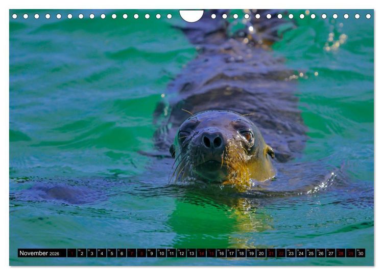 Produktbild: Naturparadies Galapagos - UNESCO Weltkulturerbe (Wandkalender 2026 DIN A4 quer), CALVENDO Monatskalender