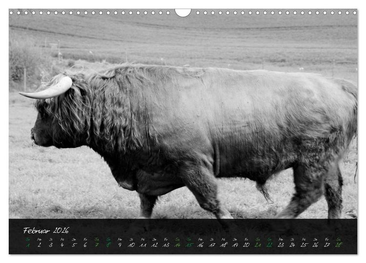 Produktbild: Highland Cattle vom Nordlicht - Faszination Hochland Rind (Wandkalender 2026 DIN A3 quer), CALVENDO Monatskalender