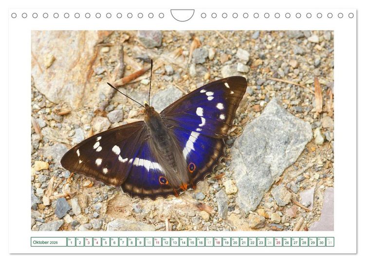 Produktbild: Schmetterlinge: zart und bunt (Wandkalender 2026 DIN A4 quer), CALVENDO Monatskalender