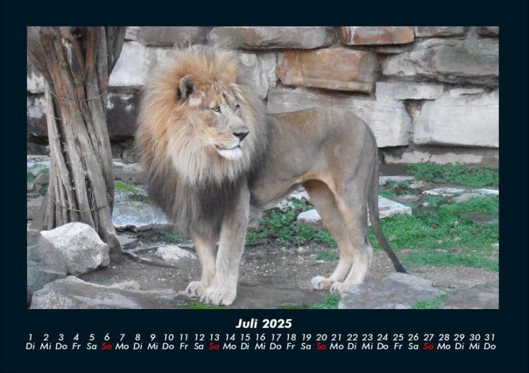 Produktbild: L&ouml;wen in der Wildnis 2025 Fotokalender DIN A4