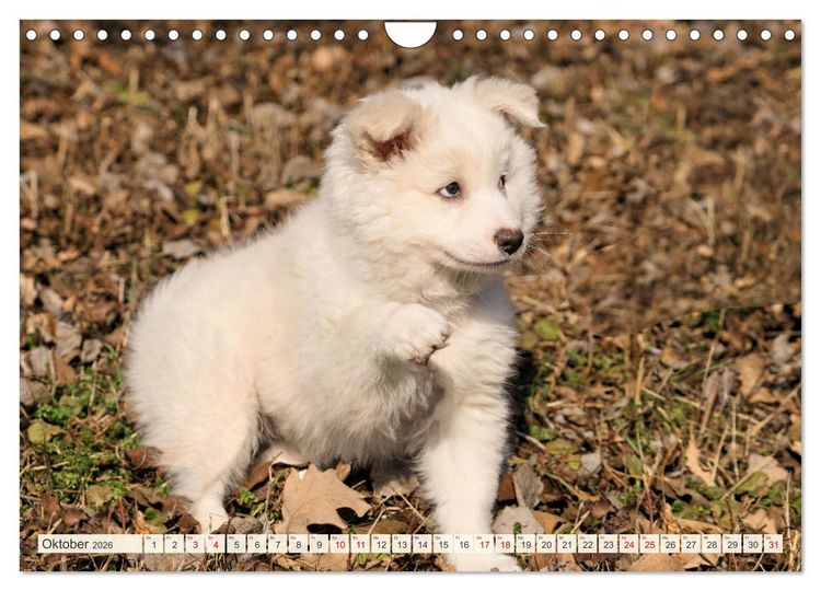 Produktbild: Bezaubernde Islandhundewelpen (Wandkalender 2026 DIN A4 quer), CALVENDO Monatskalender