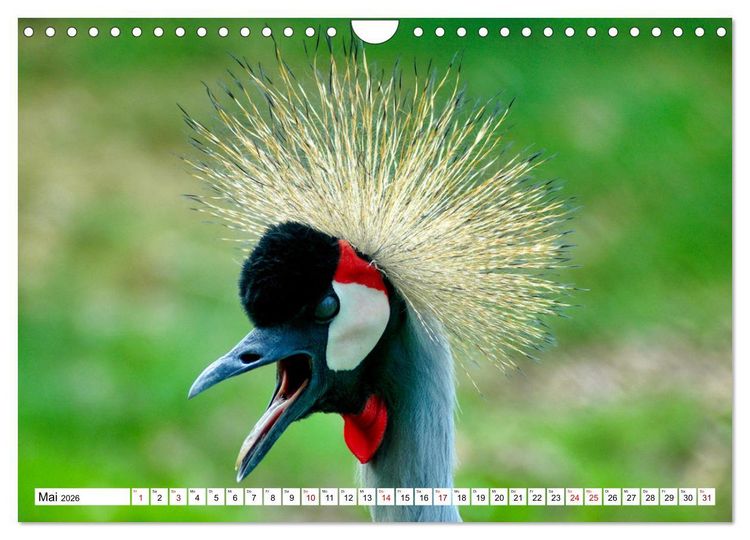 Produktbild: Bunte Vielfalt in der Vogelwelt (Wandkalender 2026 DIN A4 quer), CALVENDO Monatskalender
