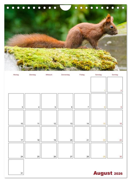 Produktbild: Eichh&ouml;rnchen Planer 2026 (Wandkalender 2026 DIN A4 hoch), CALVENDO Monatskalender