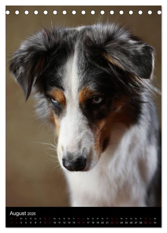 Produktbild: Geliebte Aussies - Australian Shepherds im Portrait (Tischkalender 2026 DIN A5 hoch), CALVENDO Monatskalender