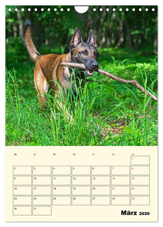 Produktbild: Familienplaner Tausendsassa Malinois (Wandkalender 2026 DIN A4 hoch), CALVENDO Monatskalender
