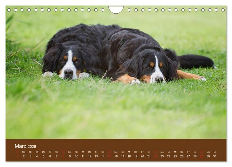 Produktbild: Berner Sennenhunde (Wandkalender 2026 DIN A4 quer), CALVENDO Monatskalender