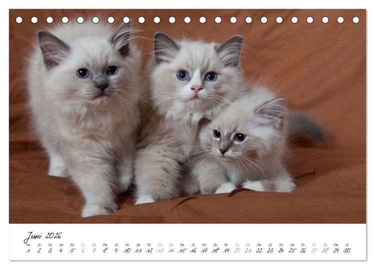 Produktbild: Ragdoll Kitten (Tischkalender 2026 DIN A5 quer), CALVENDO Monatskalender