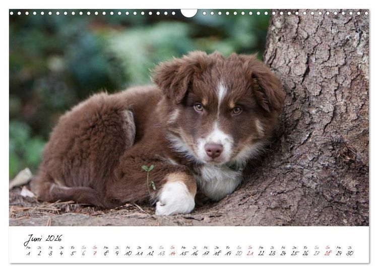 Produktbild: Aussie Welpen 2026 (Wandkalender 2026 DIN A3 quer), CALVENDO Monatskalender
