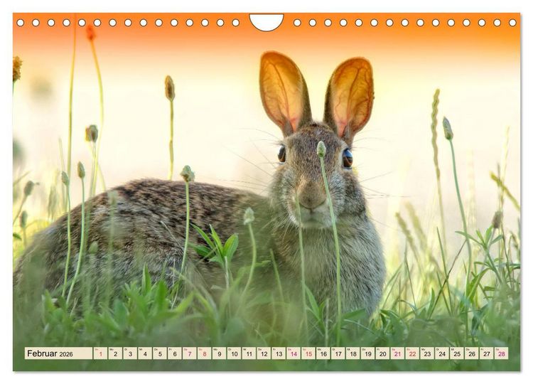 Produktbild: Feldhasen und Kaninchen (Wandkalender 2026 DIN A4 quer), CALVENDO Monatskalender