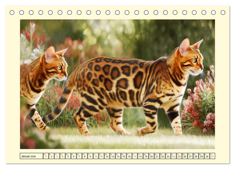 Produktbild: Bengalkatzen. Der elegante Mini-Leopard im Garten (Tischkalender 2026 DIN A5 quer), CALVENDO Monatskalender