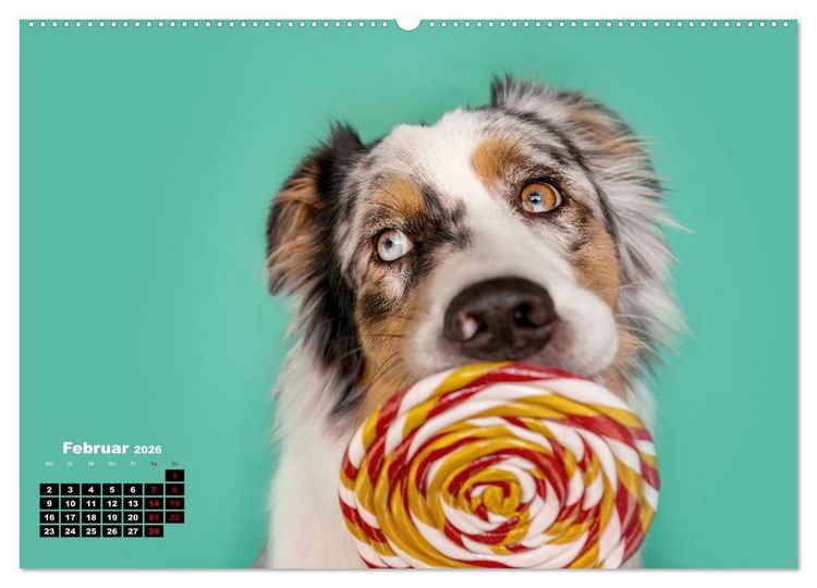 Produktbild: S&uuml;&szlig;e Schnauzen (hochwertiger Premium Wandkalender 2026 DIN A2 quer), Kunstdruck in Hochglanz
