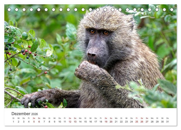 Produktbild: Tier Portraits Tansania (Tischkalender 2026 DIN A5 quer), CALVENDO Monatskalender