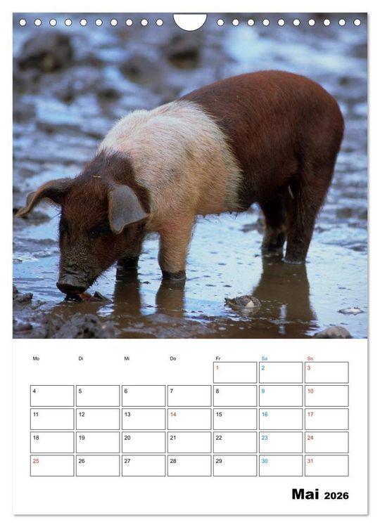 Produktbild: Schweine 2026 (Wandkalender 2026 DIN A4 hoch), CALVENDO Monatskalender