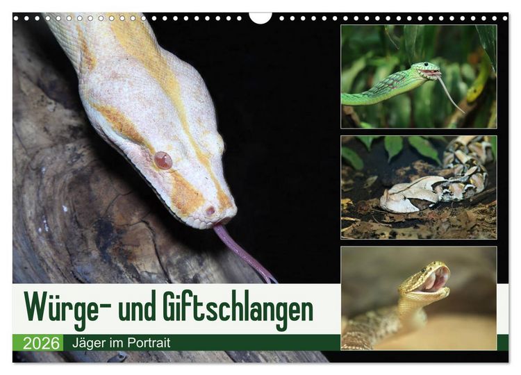 Produktbild: W&uuml;rge- und Giftschlangen (Wandkalender 2026 DIN A3 quer), CALVENDO Monatskalender