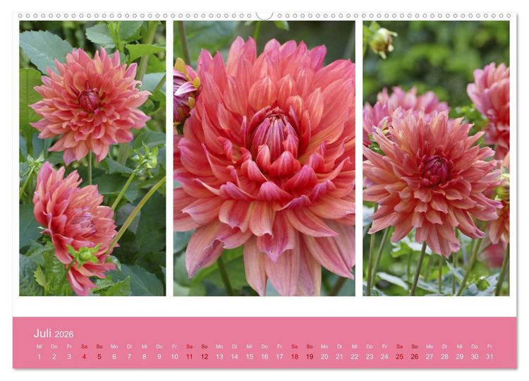 Produktbild: Dahlien-Triplets (hochwertiger Premium Wandkalender 2026 DIN A2 quer), Kunstdruck in Hochglanz