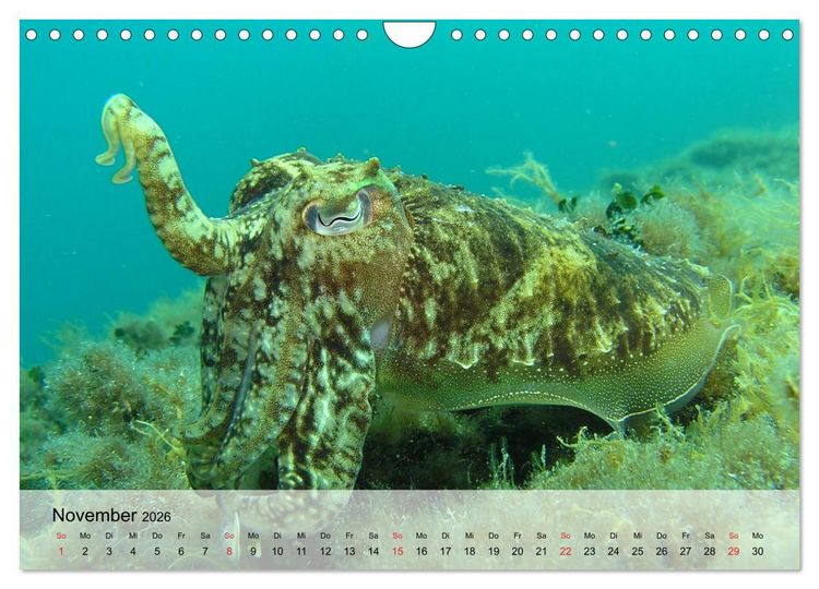 Produktbild: In der Meerestiefe. Fische und Korallen im ewigen Blau (Wandkalender 2026 DIN A4 quer), CALVENDO Monatskalender