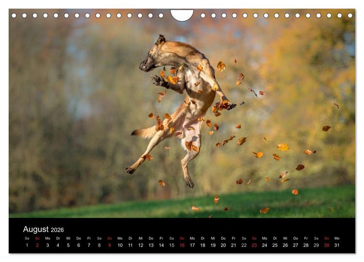 Produktbild: Belgischer Sch&auml;ferhund - Der Malinois in Action (Wandkalender 2026 DIN A4 quer), CALVENDO Monatskalender