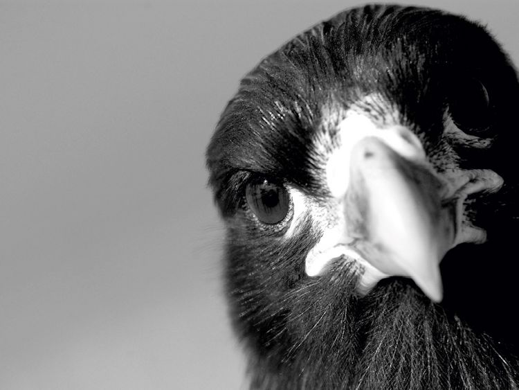 Produktbild: Ich seh' Dir in die Augen Kleines; Falkland Karakara, Falklands (Puzzle)