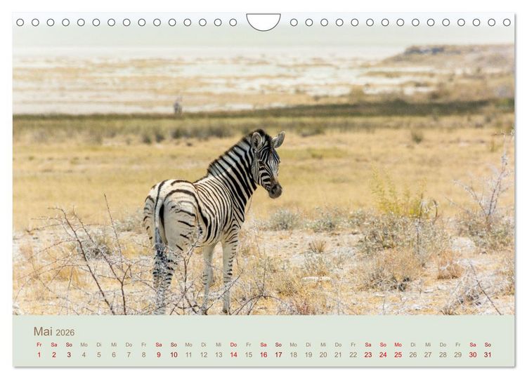 Produktbild: Zebras in Afrika (Wandkalender 2026 DIN A4 quer), CALVENDO Monatskalender