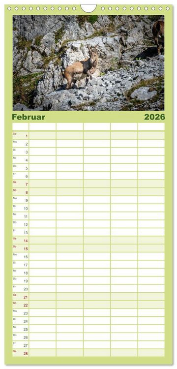 Produktbild: Familienplaner 2026 - Steinb&ouml;cke - Majest&auml;tische Tiere der Alpen mit 5 Spalten (Wandkalender, 21 x 45 cm) CALVENDO